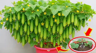 Easy Container Gardening | How to Grow Cucumbers in Small Spaces