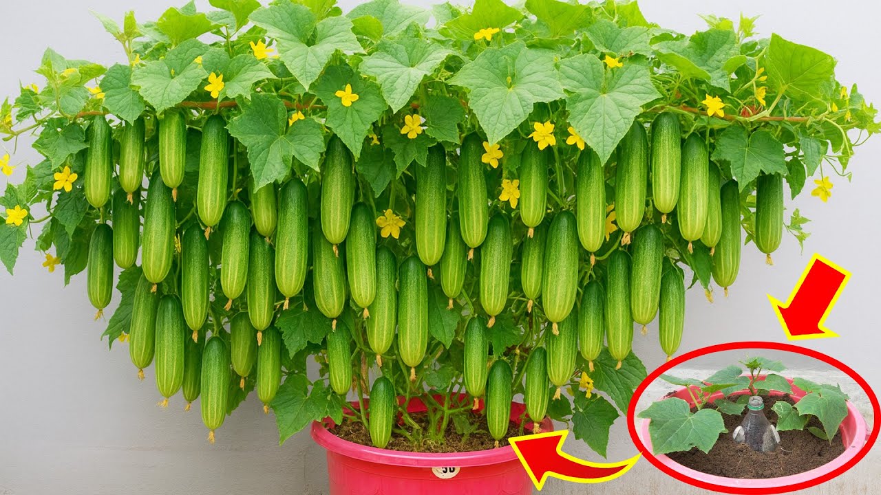 Easy Container Gardening | How to Grow Cucumbers in Small Spaces