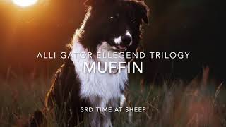 Australian shepherd Muffin at sheep by AdventureAussiesCZ 110 views 3 years ago 4 minutes, 20 seconds