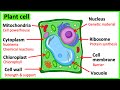 Exploring The Unique Structures And Functions Of Plant Cells
