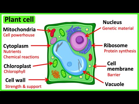 Video: Jaké jsou hlavní rysy typické rostlinné buňky?