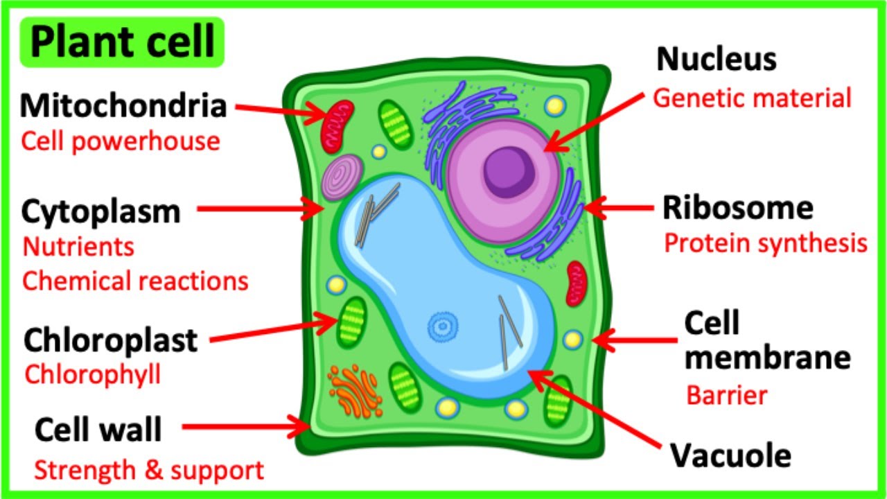 Plant Cell  Definition, Diagram & Parts - Video & Lesson