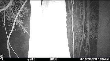 Camera Trap Video 083 / Tree Pangolin