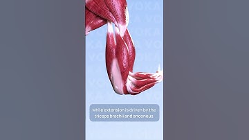 Elbow flexion and extension 3D visualization with VOKA Anatomy Pro