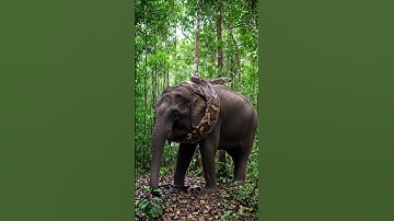Giant python is wrapping itself around an elephant.Elephant  #GiantPython  #Wildlife #African #Snake