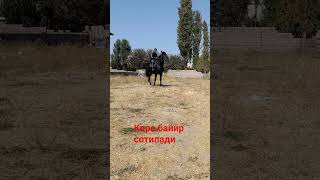 Ot Sotiladi📈Boyi 1.74🩸Zoti Qora Bayir🐎 Yoshi 7💸 Narxi 45 Million Kelshamiz Toshkent 📞Tel 943414244
