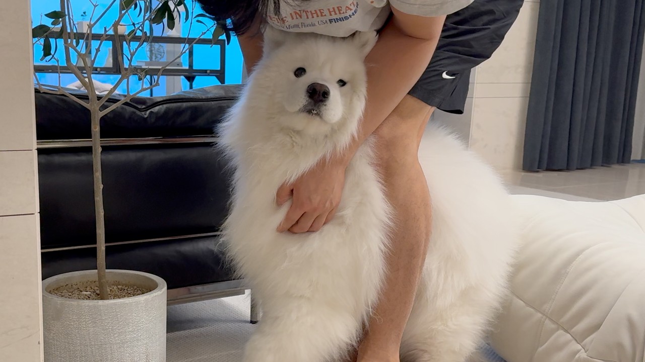 The reason my dog was grabbed by the mane and hit with Daddy’s lion roar