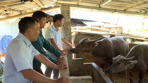 Nuôi trâu vỗ béo cần bao nhiêu vốn