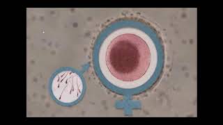 تبسيط العلوم: أنقسام الخلايا الجنسية (الأنقسام الميوزى الجزء الأول)