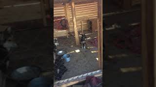 Щенки в ожидание дома город Серов Свердловская область Щенки в ожидание дома город Серов Свердловская область