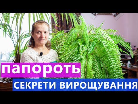 ПАПОРОТЬ ВИРОЩУВАННЯ ТА ДОГЛЯД 🌿 СЕКРЕТ ПИШНОЇ ПАПОРОТІ 💯