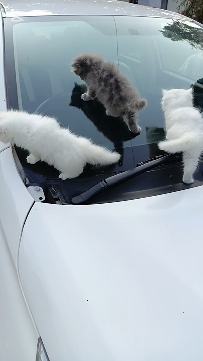 Cukkitten #vickynona #cat #tiktokviral #funny #sorts