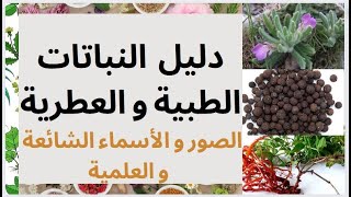 دليل  النباتات الطبية و العطرية:  الصور و الأسماء بالعربية و الإسم العلمي