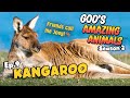 Fun facts for kids about kangaroos  gods amazing animals s2 ep9