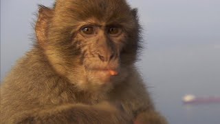 Effort for peace between Gibraltar's monkeys and tourists