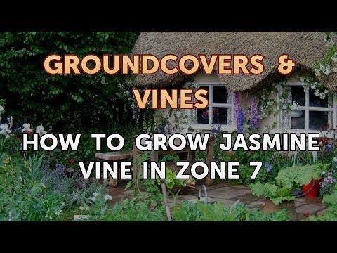 Βίντεο: Jasmine Vines For Zone 7 Gardens - Tips on Growing Jasmine in Zone 7