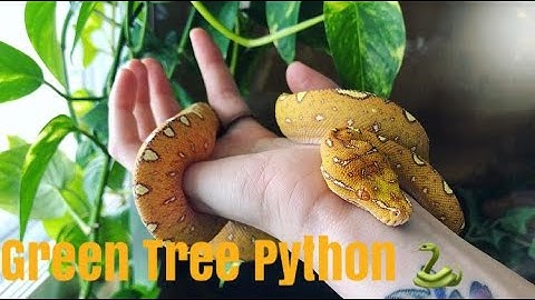 Meet My Green Tree Python, Metamora