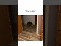 What is this? #funnyvideos #jokes  #raccoon