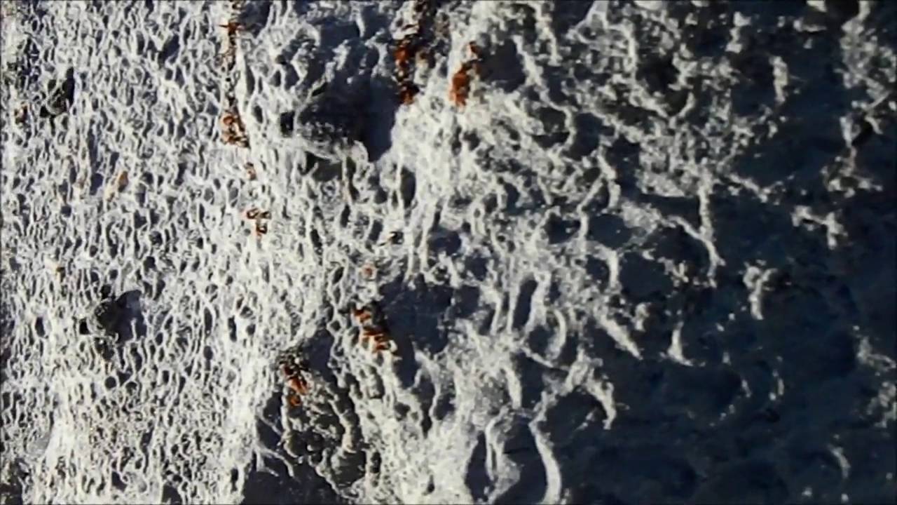 baby turtles for sale uk LOGGERHEAD HATCHLING EMERGENCE | Sea Turtle