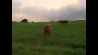 Moo moo motherfucker