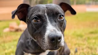 Help! I don’t want her to die at the shelter