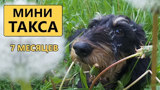 Такса миниатюрная жесткошерстная | 7 месяцев