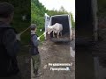 #подпишись #снежнаякоролева #снежка #белка #фермерскаяжизнь #фермер #фермерство #farming