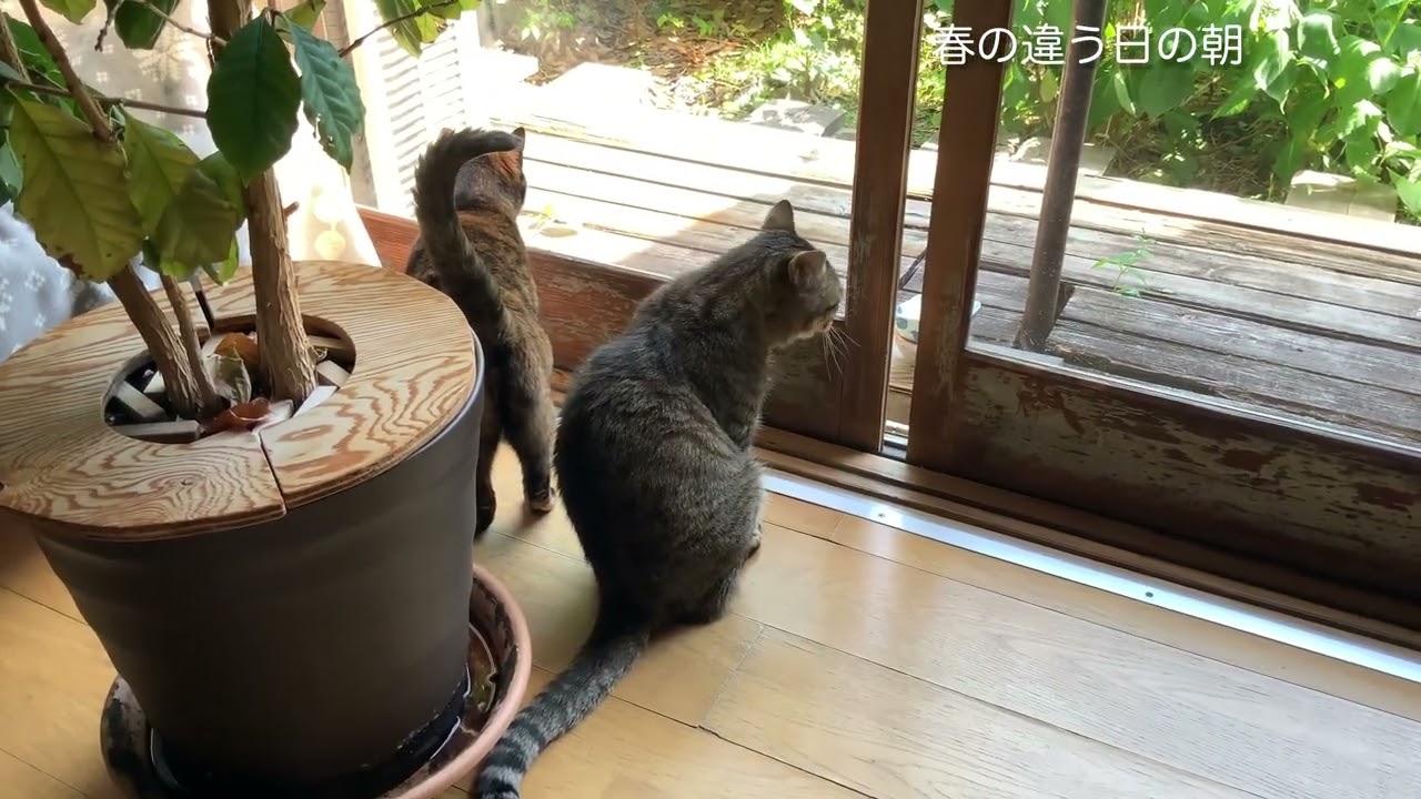 春の朝の風景