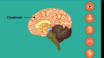 Class 5 | Science | Ch 2 : Nervous Sysytem | Part-2