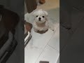 Cutie 🥰 (subscribe 🥰) #pets #puppy #shorts #youtubeshorts @Tarsipoe24