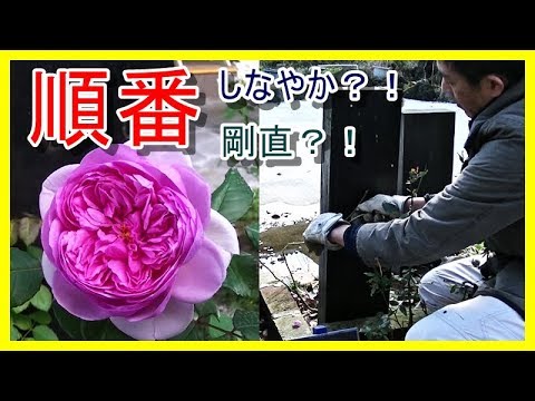 ローズ ポンパドールの剪定と誘引 バラ育成をしている人の性 Youtube ローズ ポンパドールの剪定と誘引 バラ育成をしている人の性 Youtube