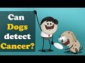 Can Dogs detect Cancer? + more videos | #aumsum #kids #science #education #children