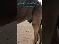 من علامات الهيام في الابل وريم الديس