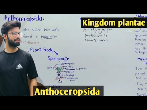 Anthoceropsida Characteristics | Hornworts | Life Cycle