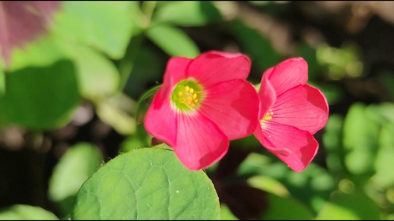 🌸Цветёт Кислица Четырёхлистная.