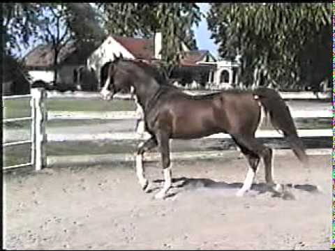 Ohadi Indian Fire from Cantrell Arabians