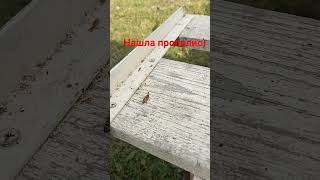 #beehobby#пчеловодство #пчелы #прополис