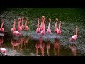 Galapagos Pink Flamingos Dance at Isabella Island