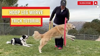 Hoop Leg Weaves: Dog Trick Tutorial - DMWYD by Pam's Dog Academy 190 views 3 months ago 2 minutes, 40 seconds