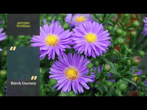 Asters | Asters Tips & Tricks | Asters Care | Asters Plant |