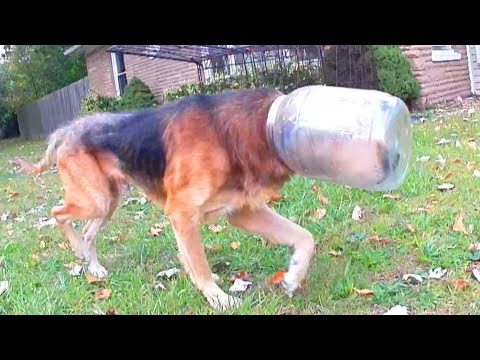 Adorable Dog Gets Head Stuck in Cheese Balls Jug for 3 Days