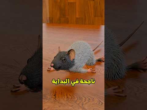 أغرب تجربة صارت على الفأران تجربة حقيقية Shortvideo