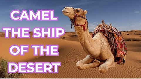 "Camel The Ship of the Desert | Exploring the World of Wild Animals"