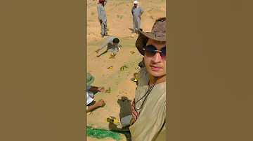 صيد أبو صفير 