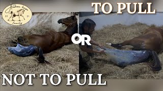 To pull or not to pull | Horse giving birth videos