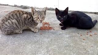 Feeding 3 pretty kitten |their love massage by My street cats 138 views 1 year ago 1 minute, 55 seconds
