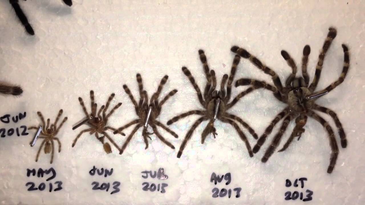 Tarantula Chart