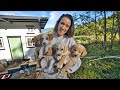 5 HOMELESS PUPPIES. why we're keeping them ALL