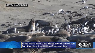 Santa Maria Man Gets 3 Months In Prison For Shooting, Killing Elephant Seal