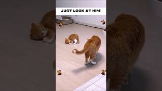 This Will Make You Love Cats Even More ❤️ #catlovers #adorable